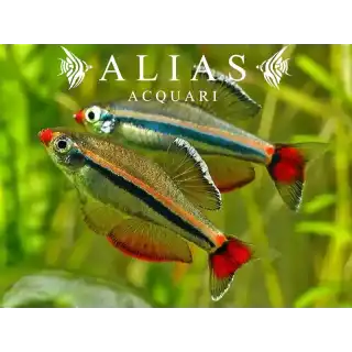 Tanichthys Albonubes