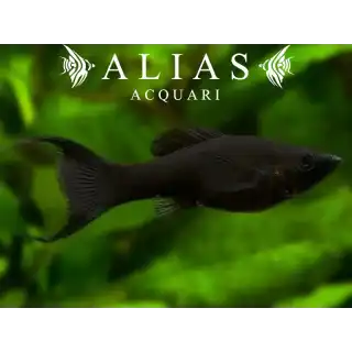 Poecilia sphenops Lyra Molly Black