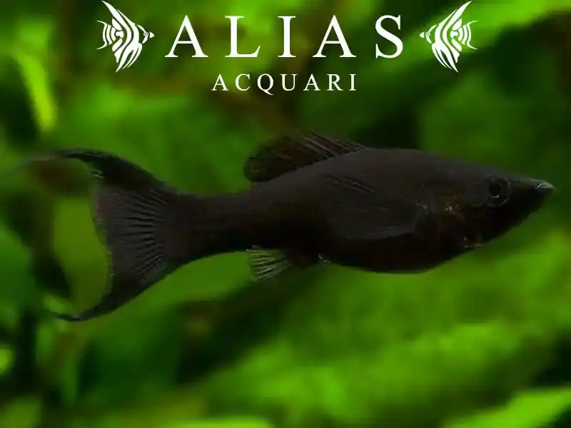 Poecilia sphenops Lyra Molly Black
