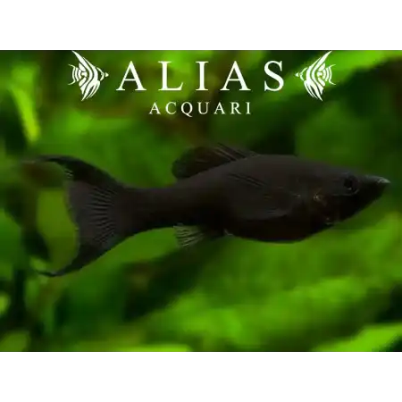 Poecilia sphenops Lyra Molly Black