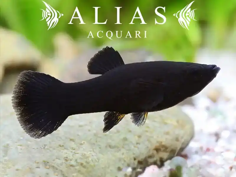 Poecilia sphenops black molly
