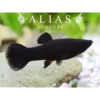 Poecilia sphenops black molly