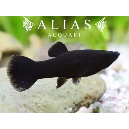Poecilia sphenops black molly