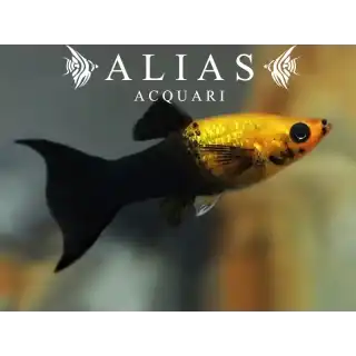 Poecilia sphenops gold black lyra molly