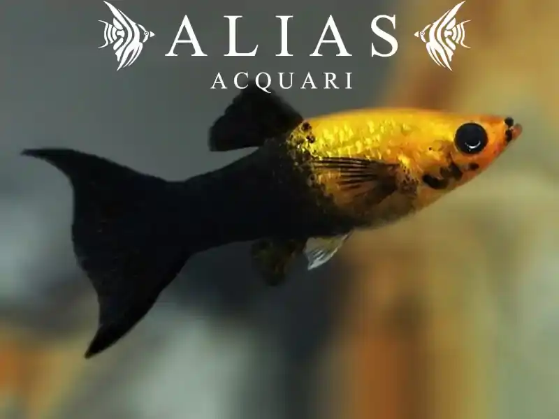 Poecilia sphenops gold black lyra molly