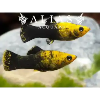 Poecilia sphenops gold black molly
