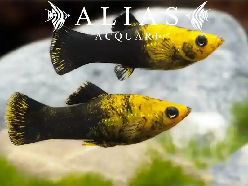 Poecilia sphenops gold black molly