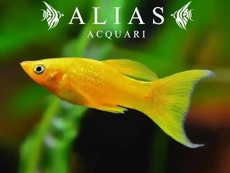 Poecilia sphenops gold molly l.f.