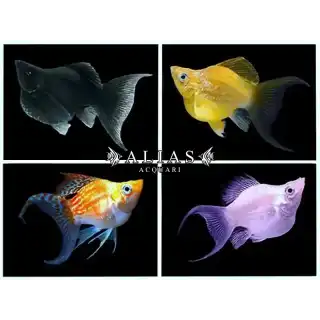 Poecilia latipinna balloon molly mix lyra