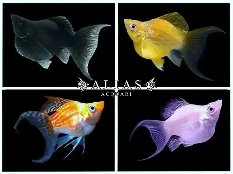 Poecilia latipinna balloon molly mix lyra
