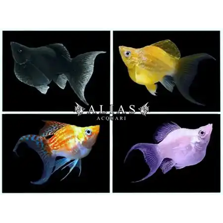 Poecilia latipinna balloon molly mix lyra