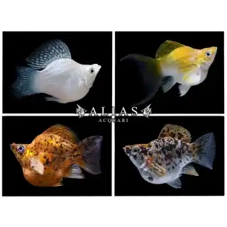 Poecilia latipinna balloon molly mix