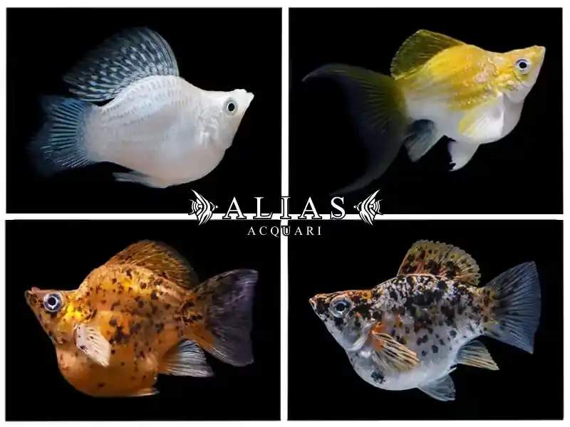 Poecilia latipinna balloon molly mix