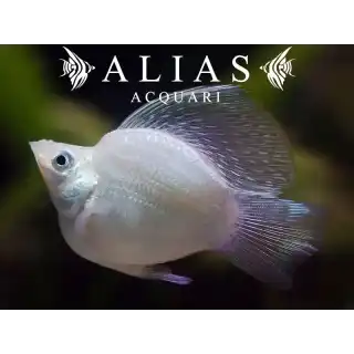 Poecilia latipinna balloon molly silver