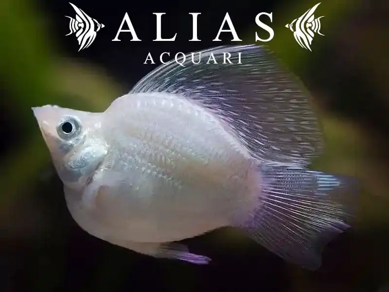 Poecilia latipinna balloon molly silver