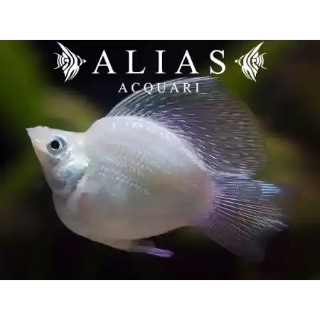 Poecilia latipinna balloon molly silver