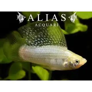 Poecilia velifera silver