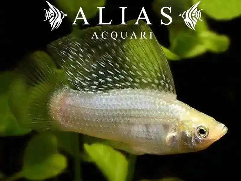 Poecilia velifera silver