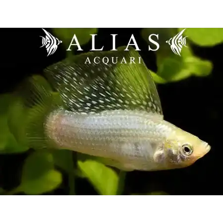 Poecilia velifera silver