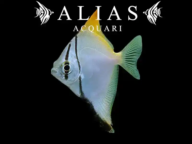 Monodactylus argenteus