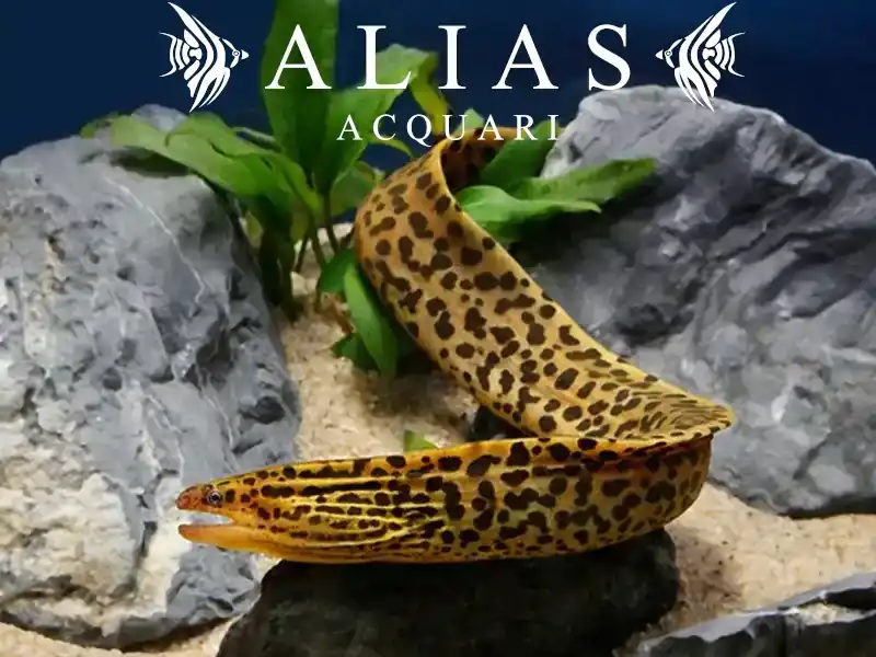 Gymnothorax Polyuranodon Moray