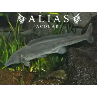 Mormyrus Longirostris