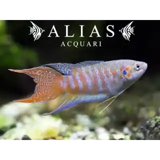 Macropodus Opercularis blue