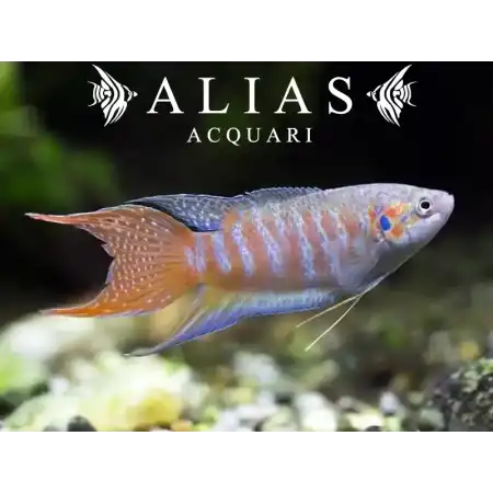 Macropodus Opercularis blue