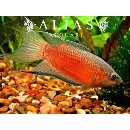 Macropodus opercularis Red 4 – 5 cm – Giovane Pesce Del Paradiso | Alias Acquari