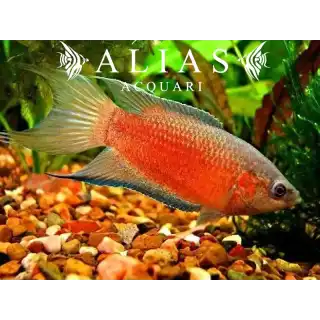 Macropodus Opercularis red
