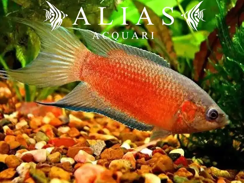 Macropodus Opercularis red
