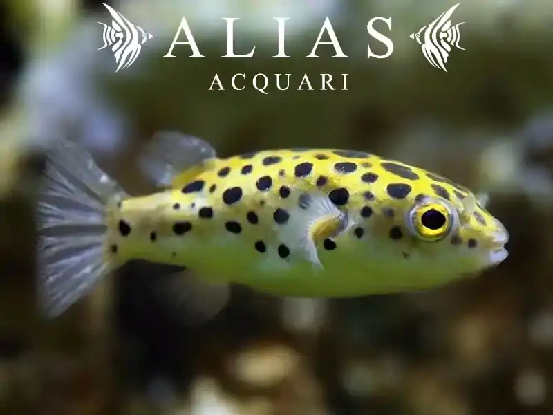 Tetraodon Nigroviridis