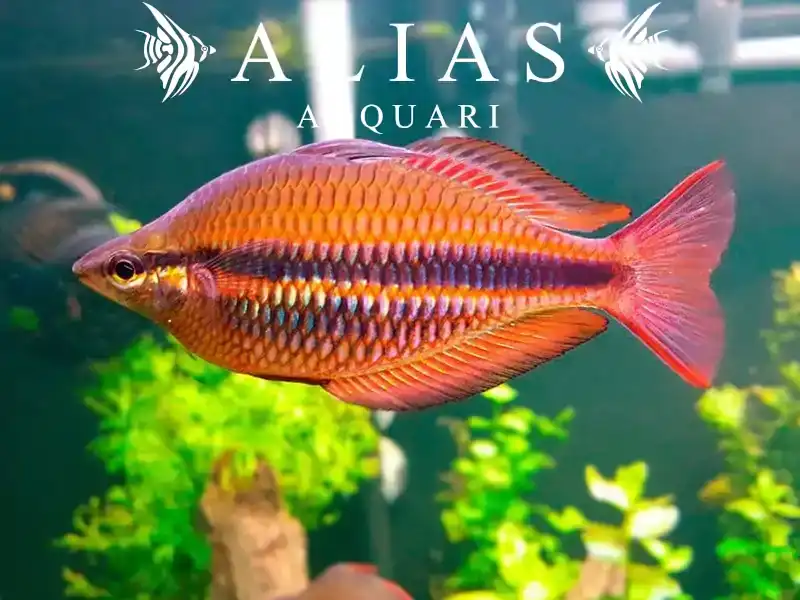 Melanotaenia Trifasciata