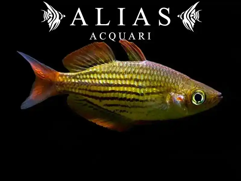Melanotaenia Maccullochi