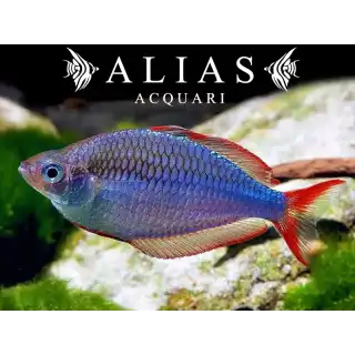 Melanotaenia Praecox