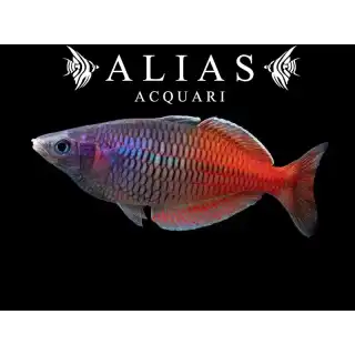 Melanotaenia boesemani Red