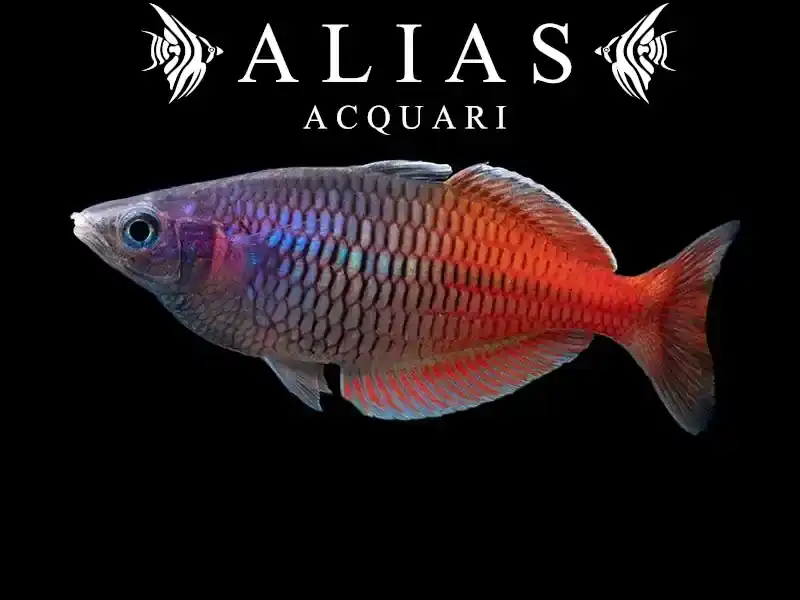 Melanotaenia boesemani Red