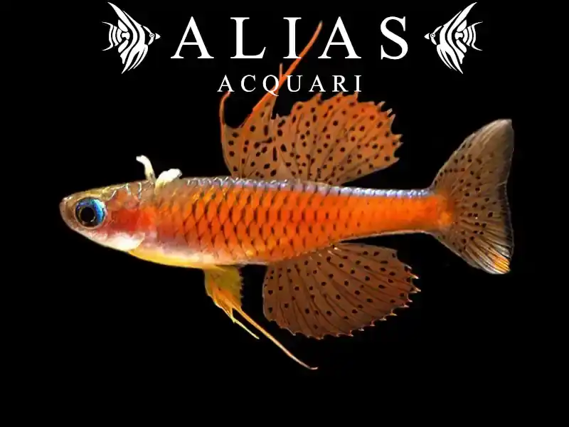 Pseudomugil sp. red neon