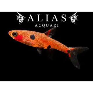 Rasbora Maculata