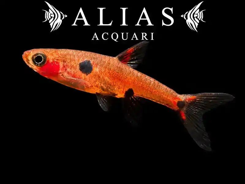 Rasbora Maculata