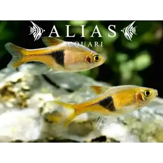 Rasbora Heteromorpha gold