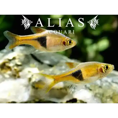 Rasbora Heteromorpha gold