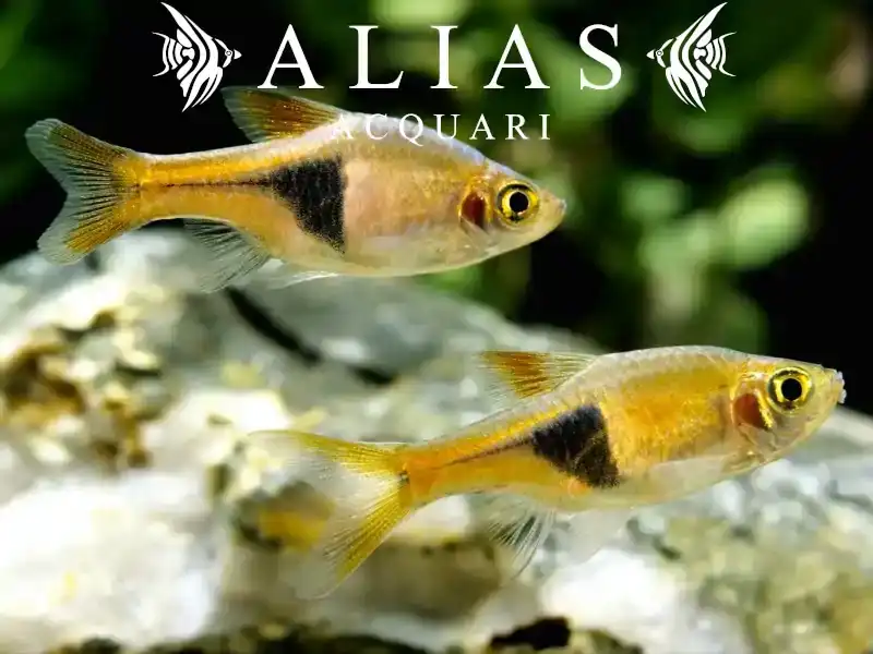 Rasbora Heteromorpha gold