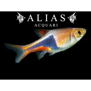 Rasbora Heteromorpha