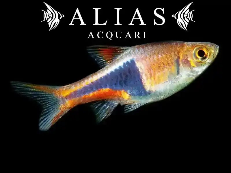 Rasbora Heteromorpha
