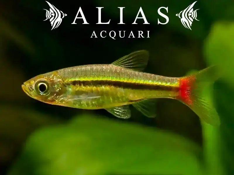 Rasbora Borapetensis