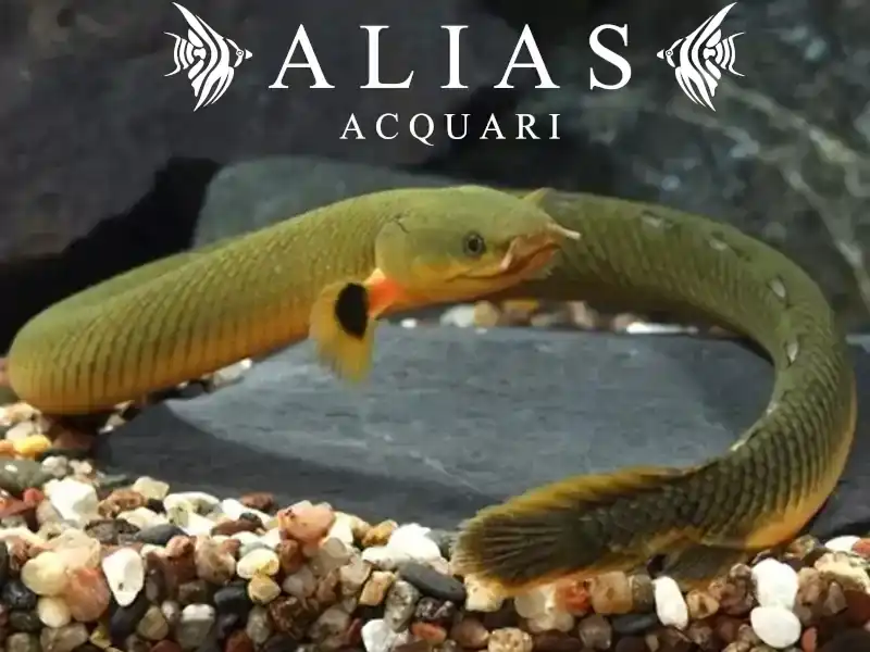 Erpetoichthys calabaricus