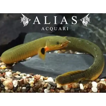 Erpetoichthys calabaricus