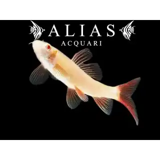 Labeo Frenatus albin