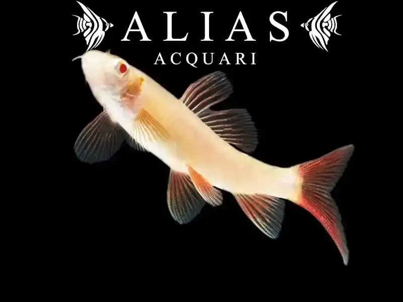 Labeo Frenatus albin